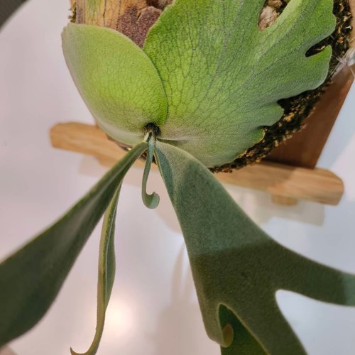P.willinckii ‘Moonlight’ (vp)superdwarf P.willinckii 'Moonlight' (vp)superdwarf P.willinckii
