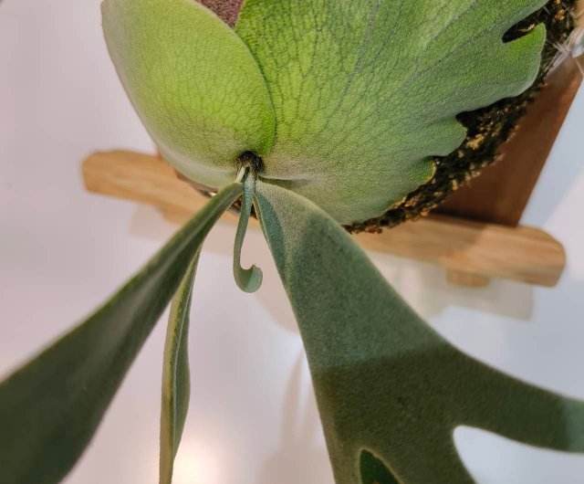 爪哇月光上板鹿角蕨P. Willinckii Moonlight compact 室內植物蕨