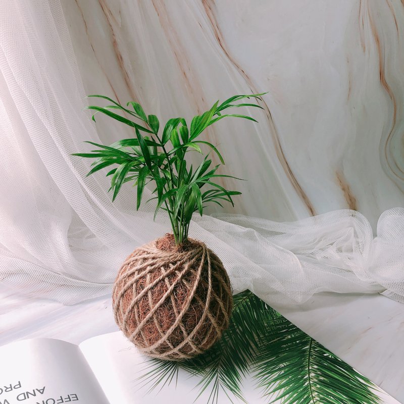 Small Moss Ball Pocket Coconut Indoor Planting Desk Plant - ตกแต่งต้นไม้ - พืช/ดอกไม้ 