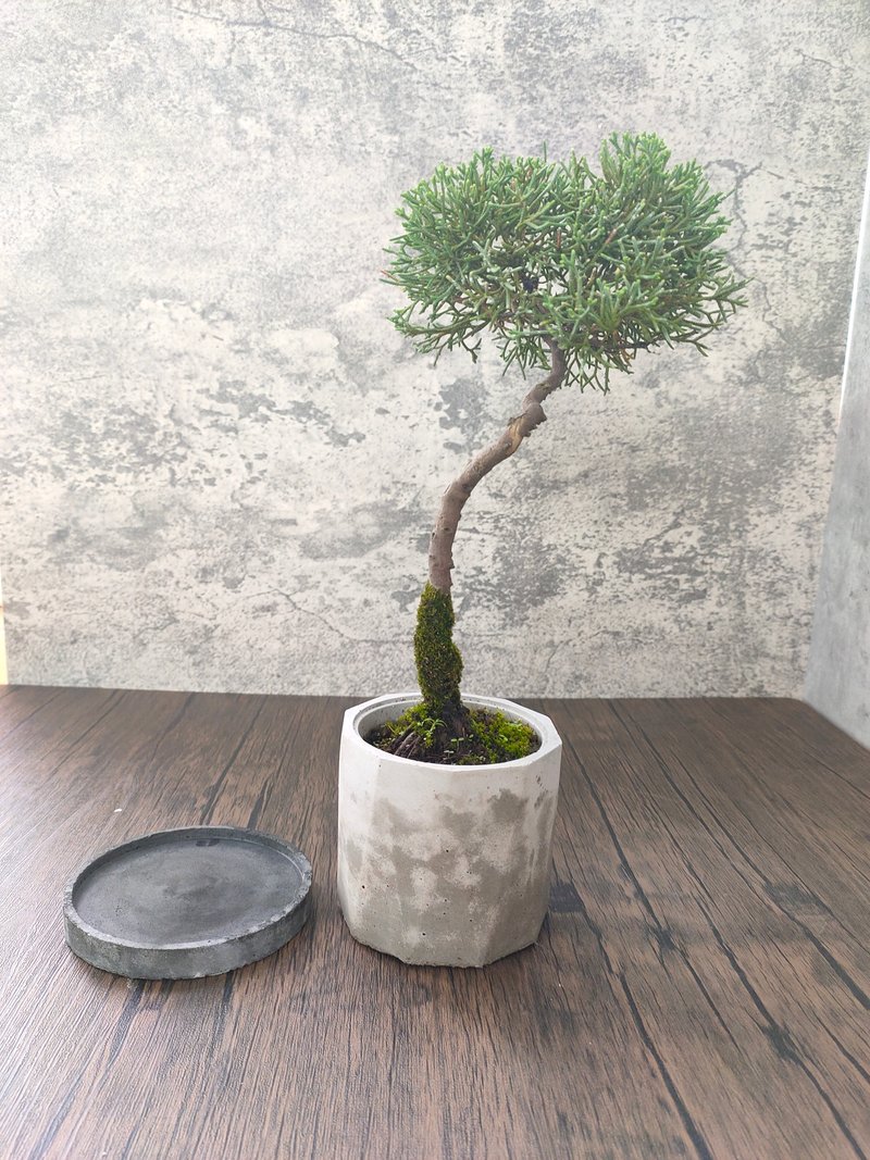 手作水泥盆盆栽-柏樹鐵柏 - 盆栽/植栽 - 植物．花 