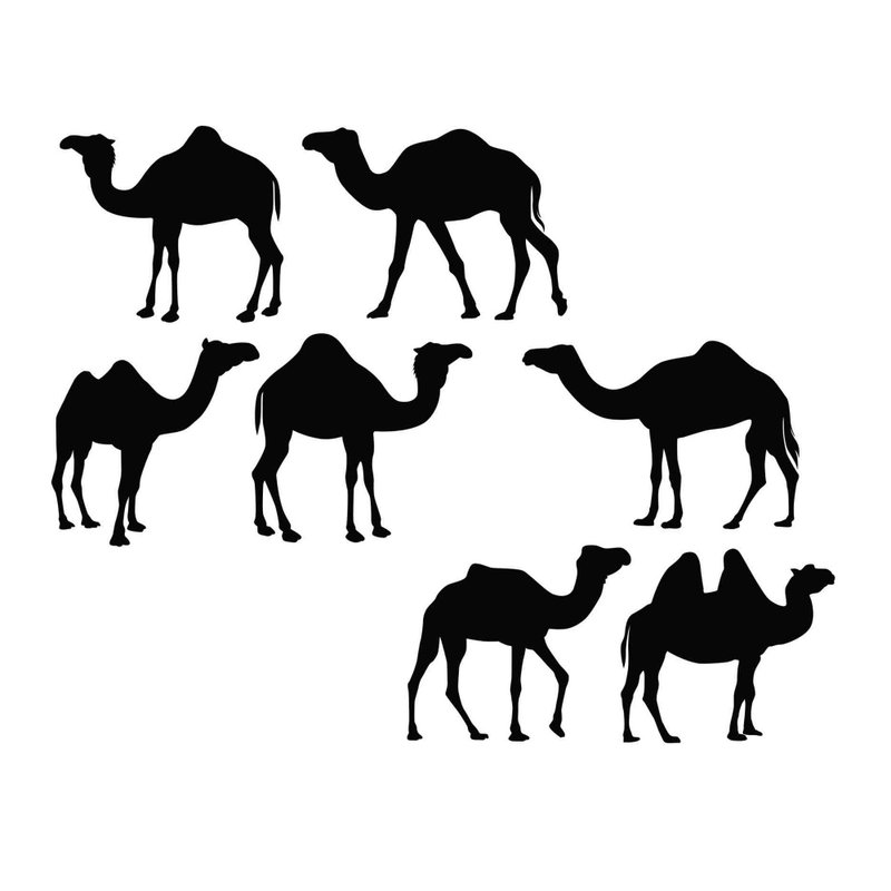 Camel svg, camels svg, camel template, camel pdf, camel png, camels png, Cricut - 圖文模板設計 - 其他材質 