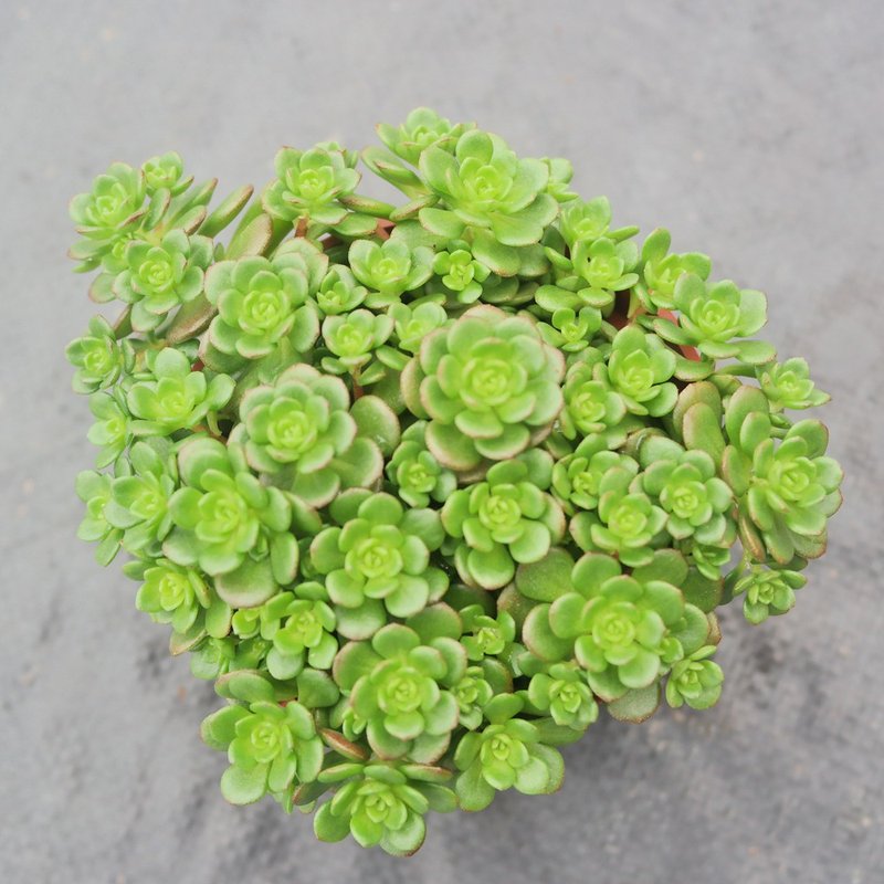 【荳荳多肉】【梅花景天】喬遷│送禮│升遷│多肉植物 - 盆栽/植栽 - 植物．花 