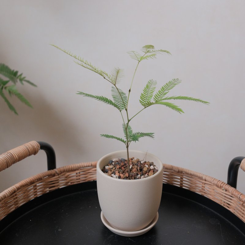 小豆樹 - 盆栽/植栽 - 植物．花 