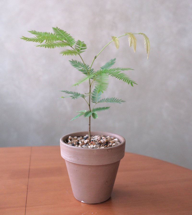 小豆樹 - 盆栽/植栽 - 植物．花 