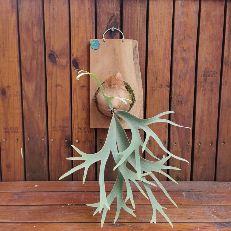 上板鹿角蕨 波哥蘇丹 P. willinckii boger Mr.suddan 絕美收藏板 - 盆栽/植栽 - 植物．花 綠色