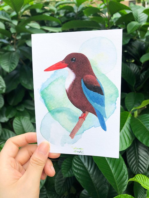 園丁鳥 bowerbird 香港野鳥明信片 白胸翡翠