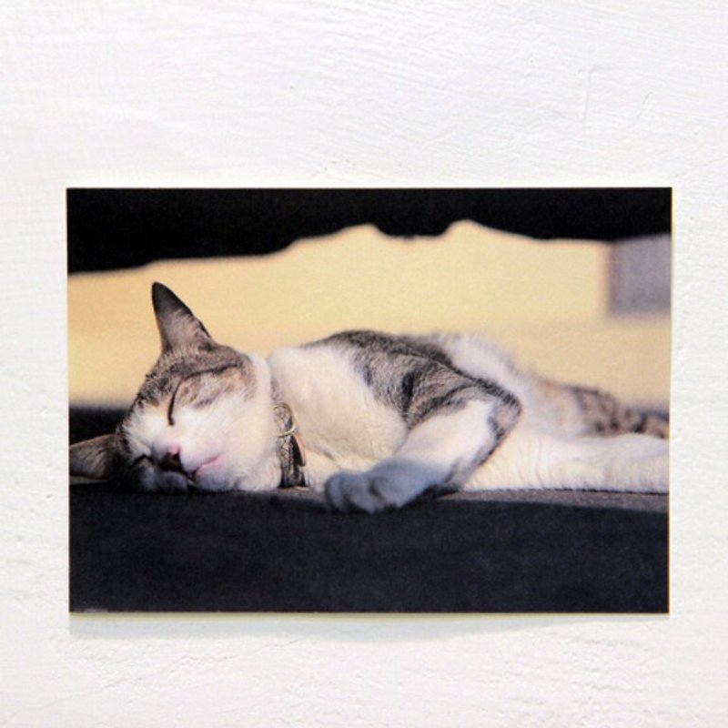<Cat to - wind sugar> Taiwan cats Postcard / 1 into a single (double-sided printing) | Taiwan street cat / Meeks / Lang Lang / postcard / wa ga ki | - การ์ด/โปสการ์ด - กระดาษ สีเหลือง