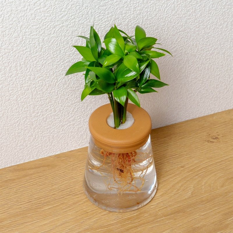 竹柏 三角水耕盆栽 室內植物 觀葉植物 禮物 水培 - 盆栽/植栽 - 植物．花 透明