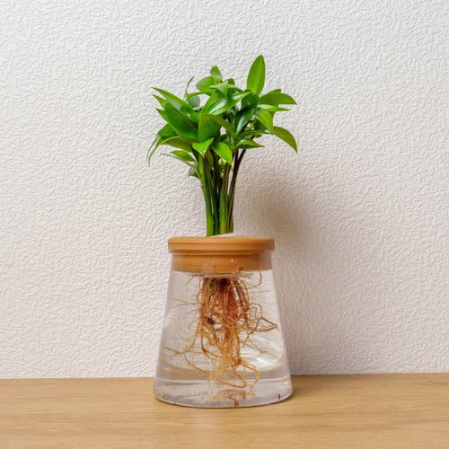 竹の観賞と栽培 (1981年) 竹・笹のある庭: 観賞と植栽 | 柴田 昌三 |本 | 通販 | Amazon