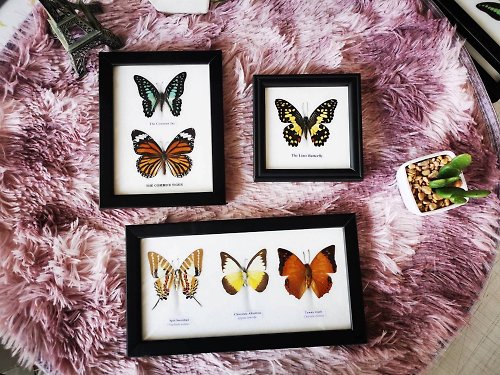 cococollection Set 3-2-1 Mix Real Butterfly Taxidermy Insect Wood Frame Display Home Decor