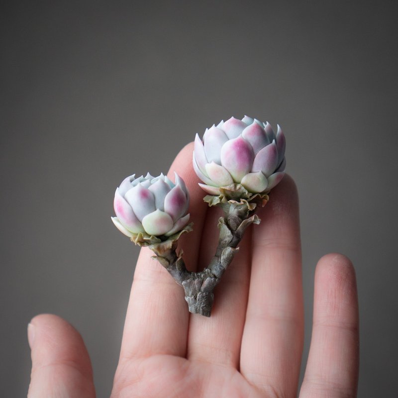 Brooch Echeveria Raspberry Ice - 胸針 - 其他材質 紫色