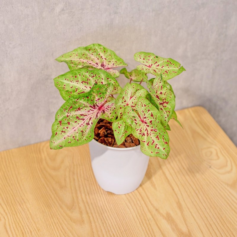 瑪菲特小姐彩葉芋 日式塑陶盆 室內植物 觀葉植物 禮物 辦公室小 - 盆栽/植栽 - 植物．花 