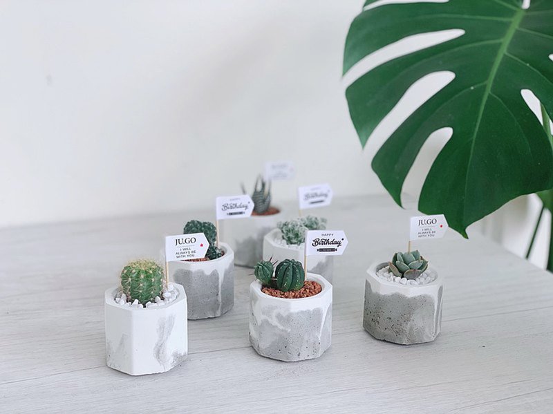 [24H shipping. Super cute gift No. 1] Succulent octagonal Cement pot cactus - ตกแต่งต้นไม้ - ปูน สีเทา