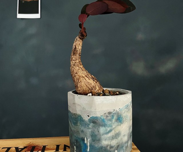 外国の土地 手作りのセメント盆地 ショップ Maihuadenyue 観葉植物 Pinkoi