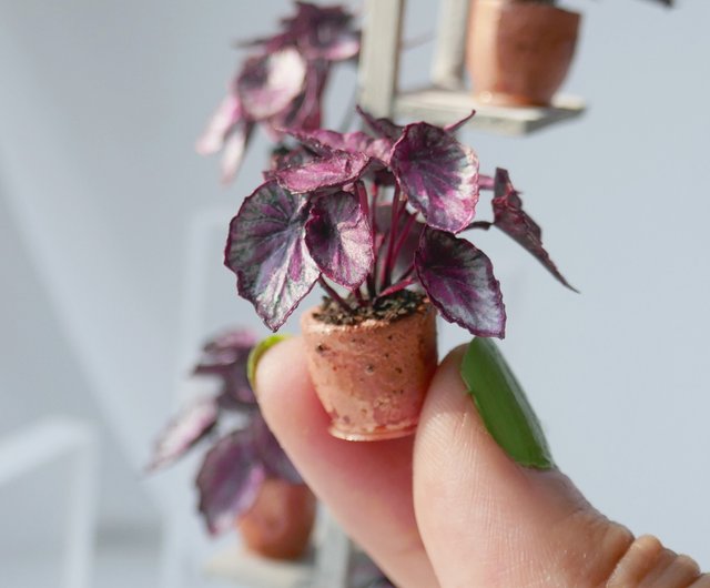 1:12 miniature plants | Begonia Charlotte Chiffon - Shop LittleTrufflesShop  Other - Pinkoi