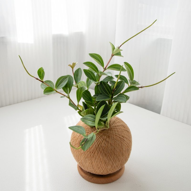 翡翠椒草 手作植栽苔球 - 植栽/盆栽 - 植物．花 