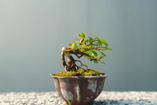 樹日生 小露根牛港刺迷你盆栽 迷你盆景 植栽