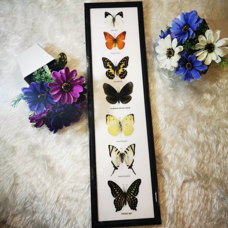 7 Mix Real Butterfly Insect Taxidermy Wood Frame Portrait Display Home Decor - Wall Décor - Wood Black