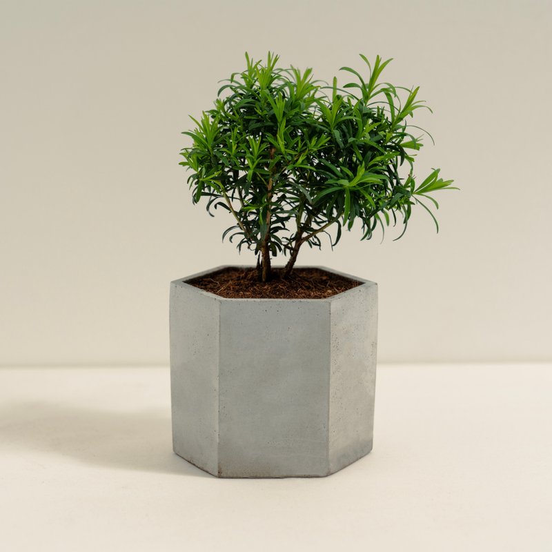 Australian Tea Tree│Clay Work Series│Fusuo Planted - Plants - Cement Green