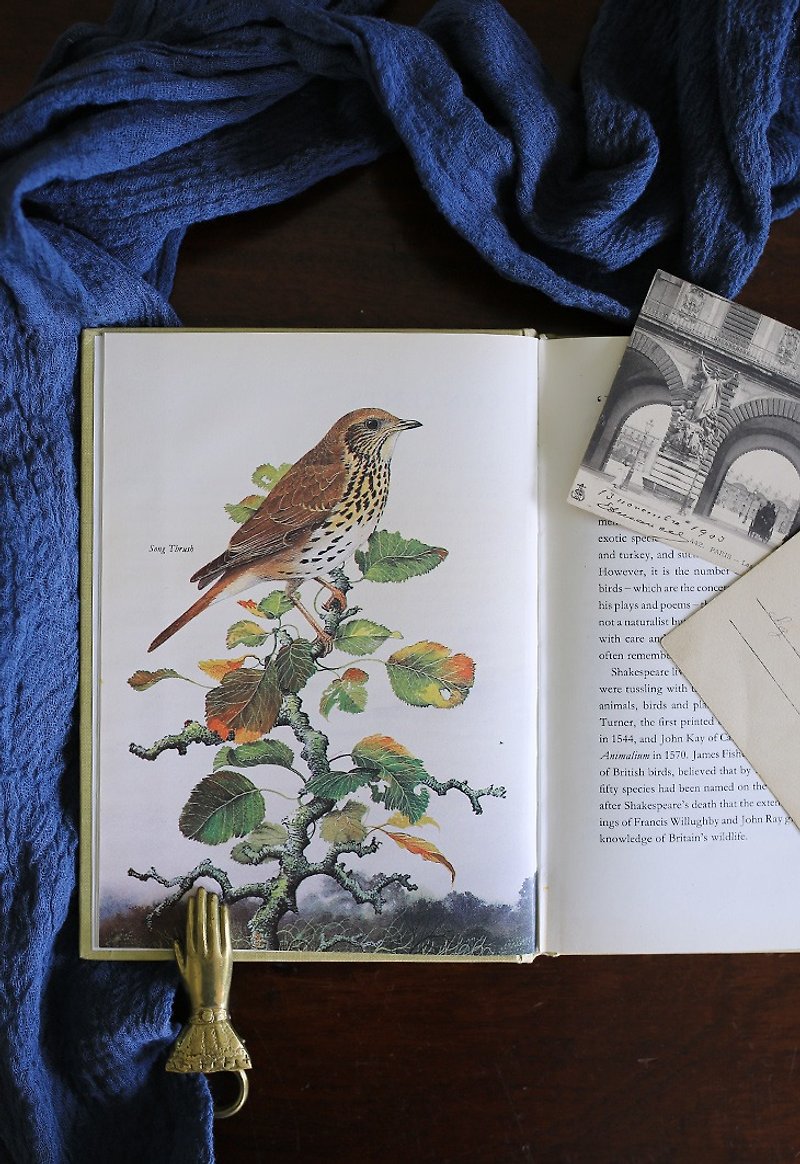 イギリスの1969年代[シェイクスピアの鳥]鳥のヴィンテージ古書 - 本・書籍 - 紙 ホワイト