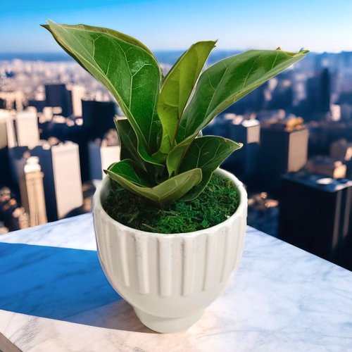 ORCHID CHEN 蘭沉空間 【質感爆棚】琴葉榕造型盆栽桌上型 新居開幕 自用擺設 風水植物