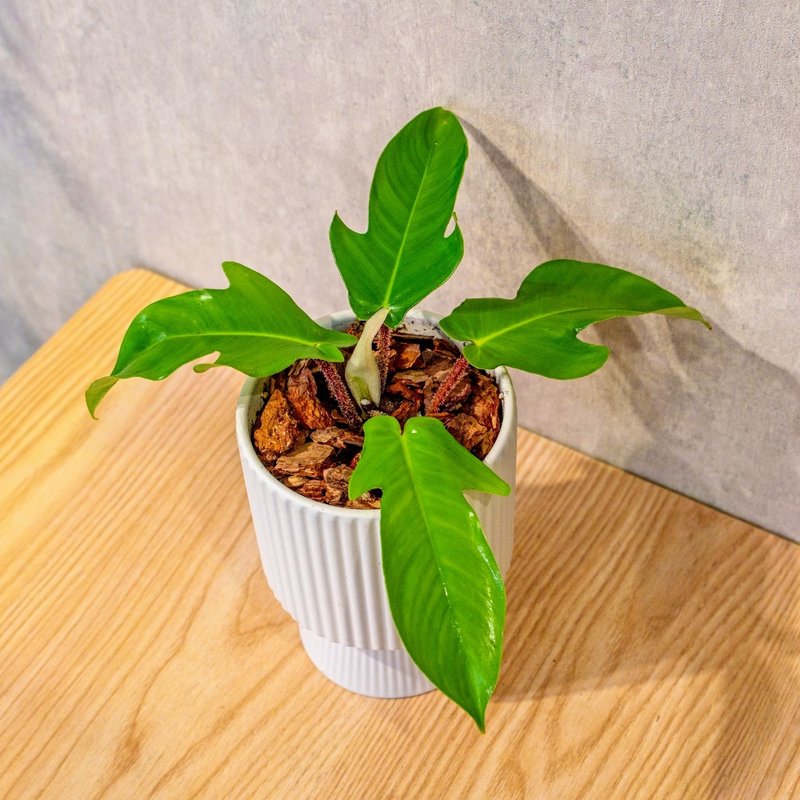 龍爪蔓綠絨白色高腳陶盆 桌上盆栽 室內植物 禮物 - 植栽/盆栽 - 陶 白色