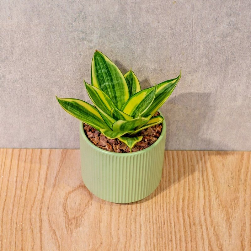 黃金虎尾蘭 莫蘭迪色系直紋陶盆 室內植物 觀葉植物 禮物 盆栽 - 盆栽/植栽 - 植物．花 綠色