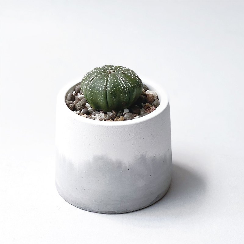 (Ready stock) White gray gradient series | Three-inch round two-color Cement succulent plant - Plants - Plants & Flowers Gray