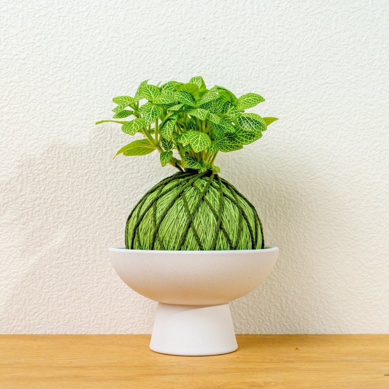 苔球植物 檸檬網紋草草綠苔球加磨砂高腳缽 苔球 苔玉 禮物 送禮 - 盆栽/植栽 - 植物．花 綠色