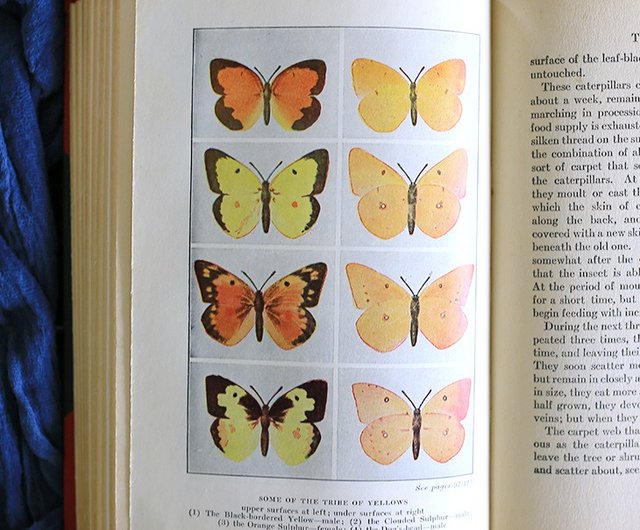 1925年代// BUTTERFLIES //アンティークバタフライブックNo.2 1925年代// BUTTERFLIES //アンティークバタフライブックNo.2