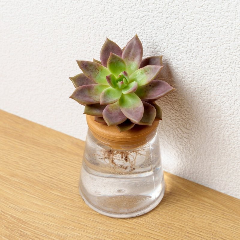 羅賓X藍鳥 三角水耕盆栽 室內植物 觀葉植物 禮物 水培 - 植栽/盆栽 - 植物．花 透明