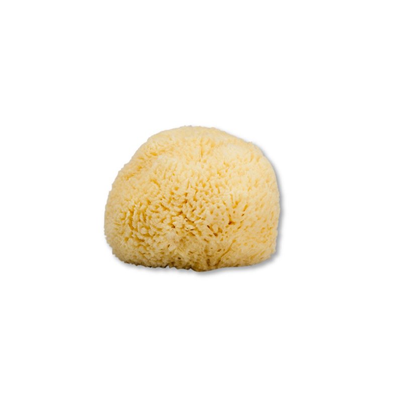 Xuewen Yanghang experience 5% off Greek natural baby sponge 9-12cm in the face dedicated - อื่นๆ - พืช/ดอกไม้ สีเหลือง