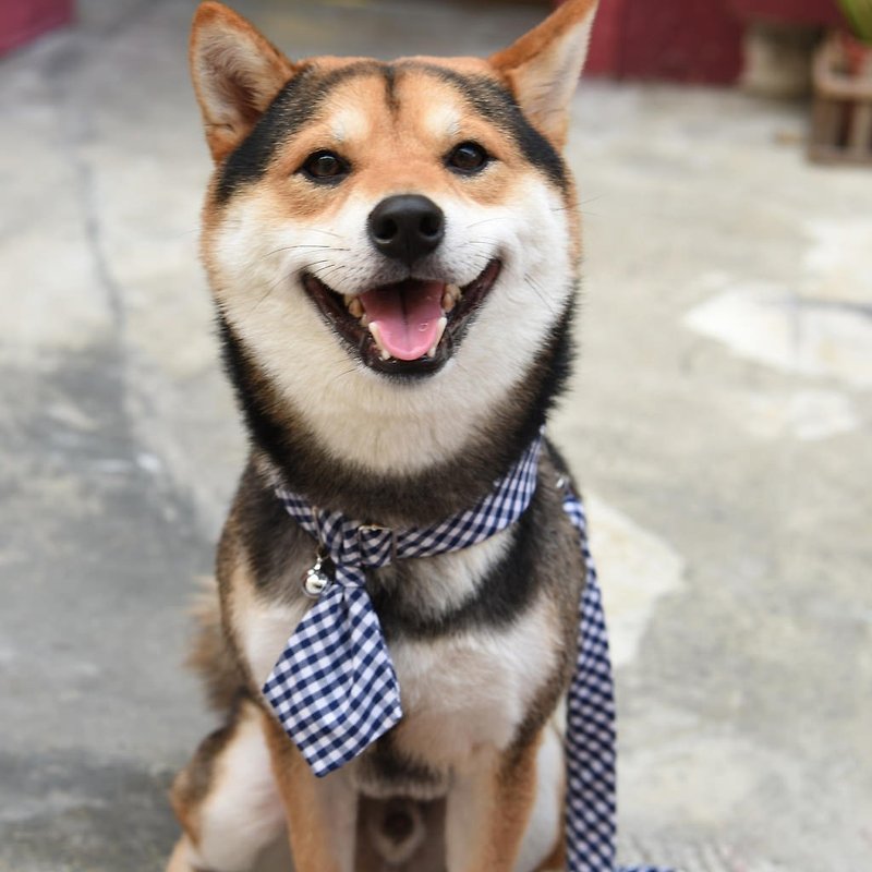 Handmade Plaid Pet Dog Collar Accessory - Tie - Blue & White Grid【ZAZAZOO】 - ปลอกคอ - ผ้าฝ้าย/ผ้าลินิน สีน้ำเงิน