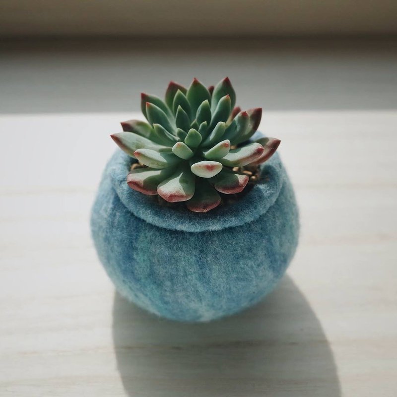 【訂製品】 仙人掌/多肉植物 配 圓嘢手作羊毛花盆 M SIZE - 盆栽/植栽 - 植物．花 