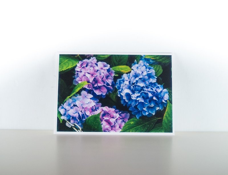 紙 卡片/明信片 紫色 - 攝影明信片 | 紫陽花 - 花草微風景