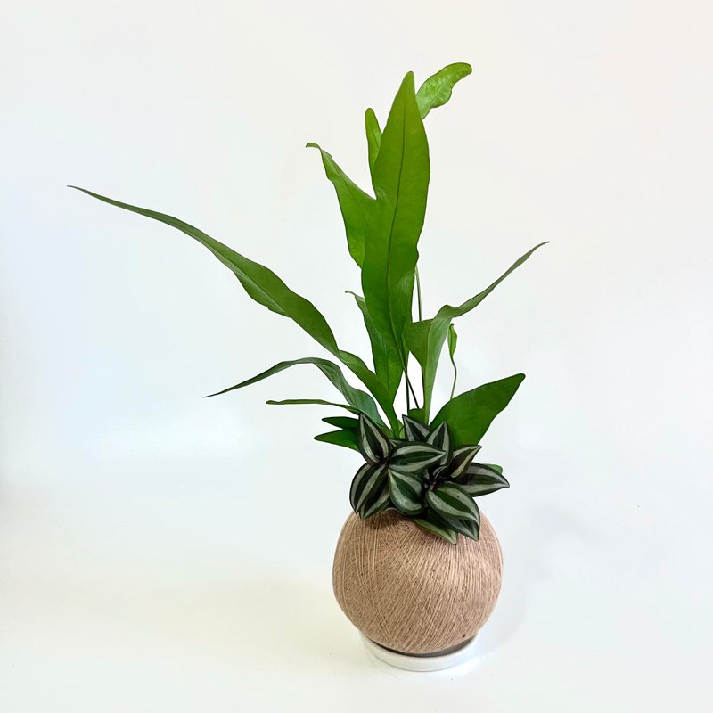 斑葉鴨跖草 / 紫葉水竹草 雙品組合植栽苔球 - 盆栽/植栽 - 植物．花 