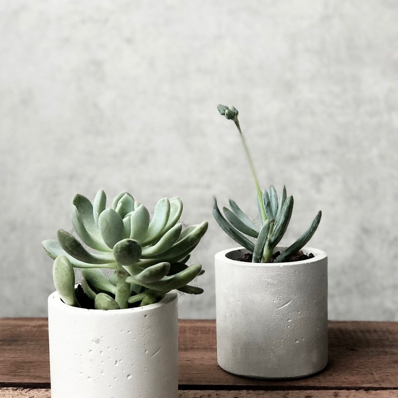 Round Series Plant Pot 6 cm. - 盆栽/植栽 - 水泥 灰色