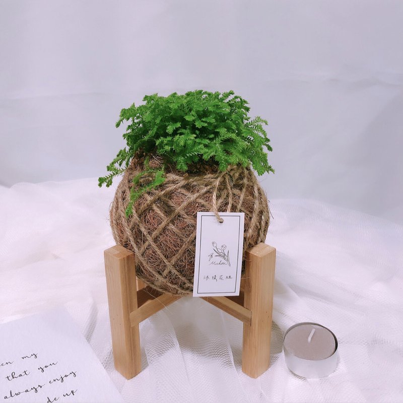 苔球 翠雲草 植栽 - 盆栽/植栽 - 植物．花 