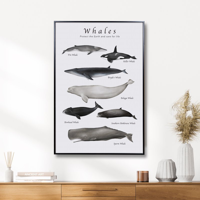 Whale illustration hanging picture/artistic display of identifying various whales beautiful illustration art decorative painting - Posters - Other Materials 