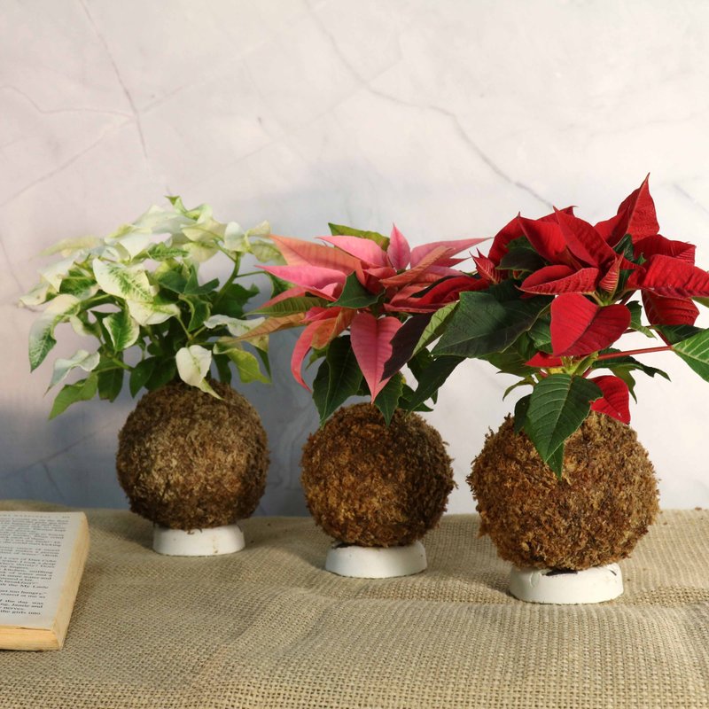 [Christmas red moss balls] 3 colors in total/requires natural light/Christmas decoration/indoor plants - Plants - Plants & Flowers Red