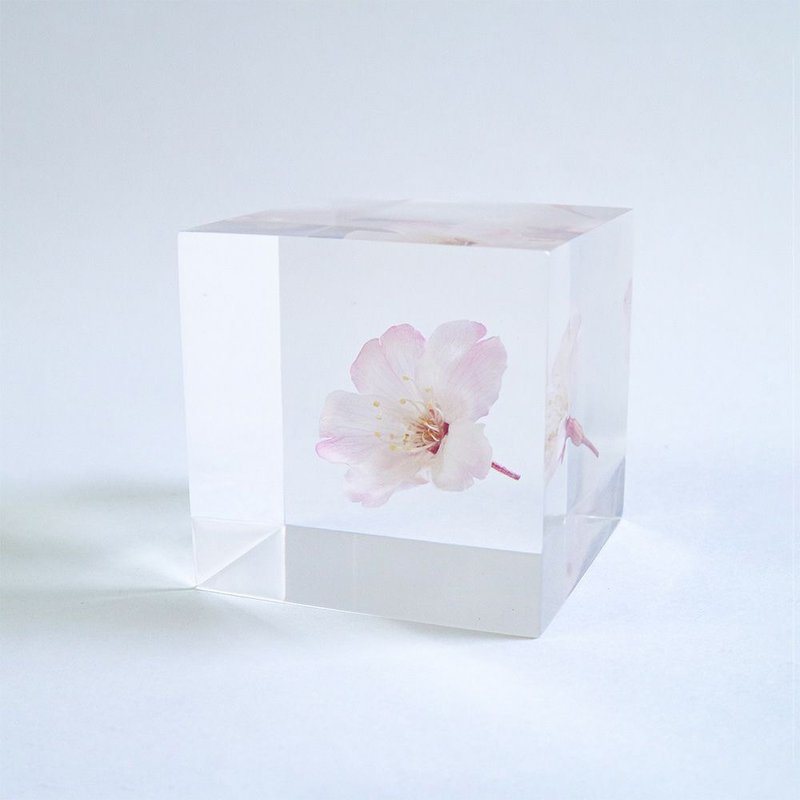 Sola cube 小松乙女櫻花立方塊_心靈之美 - 擺飾/家飾品 - 植物．花 透明