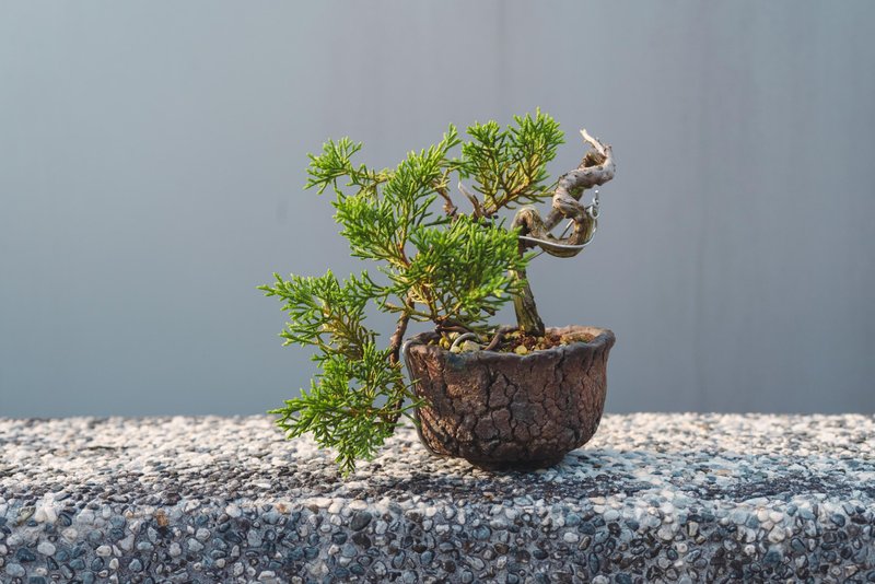 迷你真柏盆栽 松柏小盆栽 真柏造型盆栽 換盆一年左右已穩定生長 - 盆栽/植栽 - 植物．花 綠色