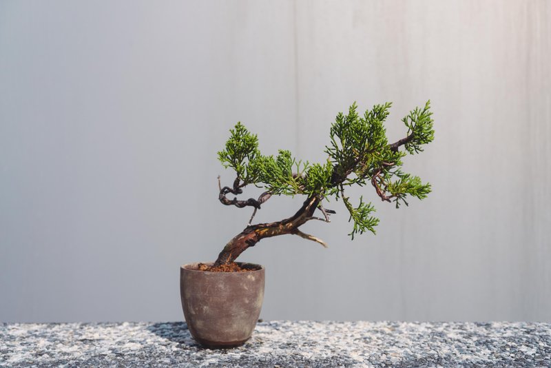 舎利表現が美しい糸魚川真柏のミニ盆栽 松柏小盆栽 真柏の盆栽 糸魚川 - 観葉植物 - 寄せ植え・花 グリーン