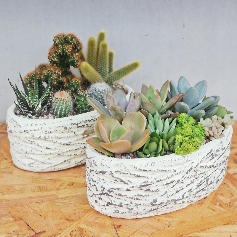 [Doudou Succulents] Housewarming│Gifts│Promotion│Succulents│-Cream oval mud pot combination - ตกแต่งต้นไม้ - พืช/ดอกไม้ 