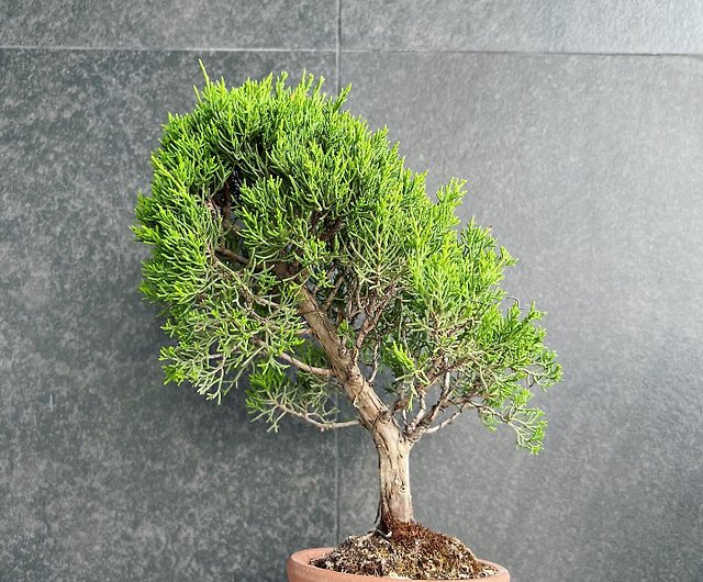 日本紀州真柏Japanese Shimpaku | 盆景植物多肉植物bonsai - 設計館