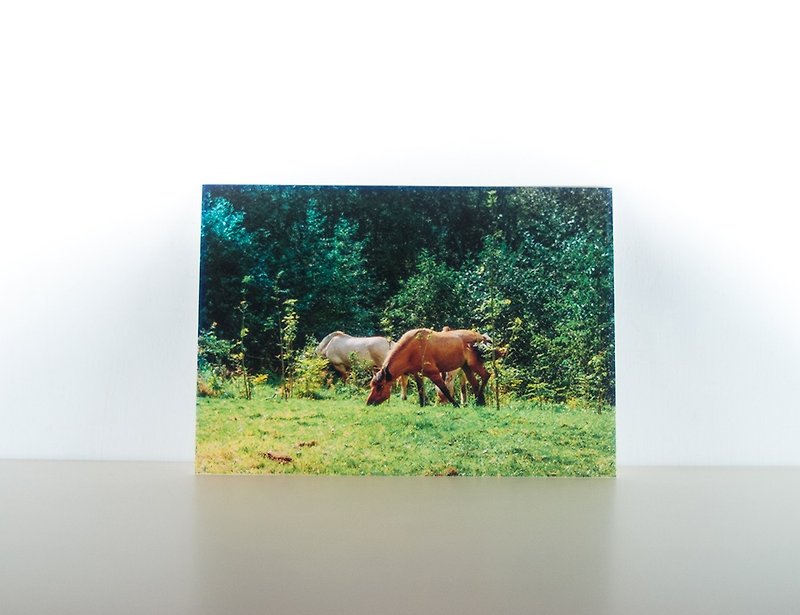 Photographic Postcard: Horses, Lofthus, Hordaland, Norge - การ์ด/โปสการ์ด - กระดาษ สีเขียว