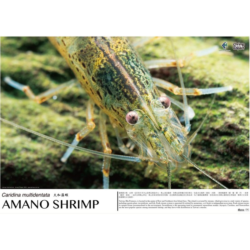 拉瑪國際  蝦專家 聯名海報 - AMANO SHRIMP 2019 - 壁貼/牆壁裝飾 - 紙 白色