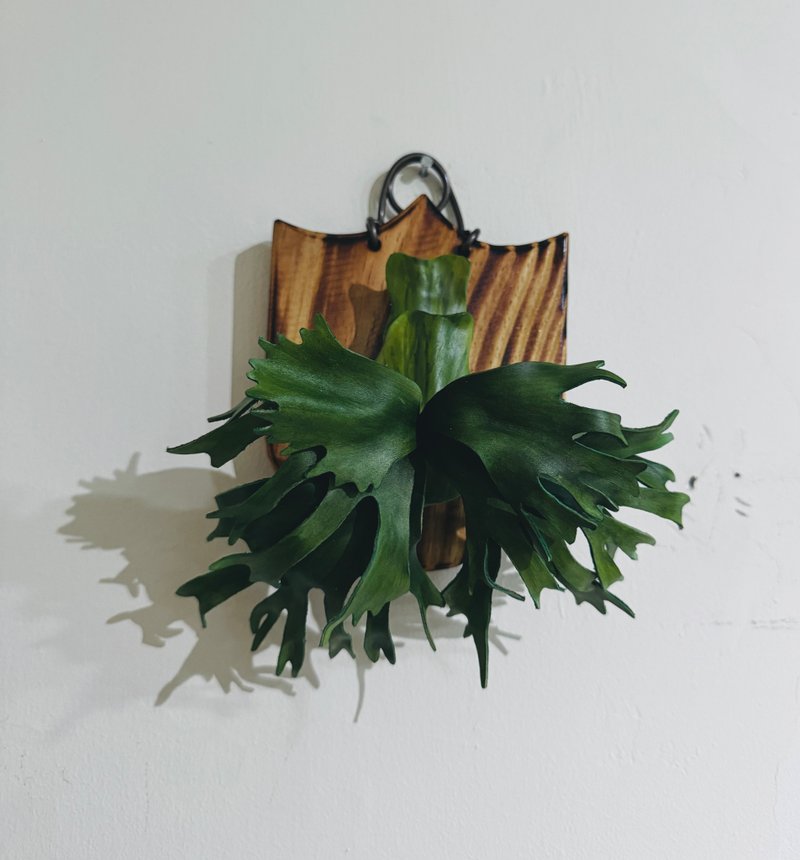 佛朗明哥皮革鹿角蕨(深綠X千手皇冠) - 植栽/盆栽 - 真皮 