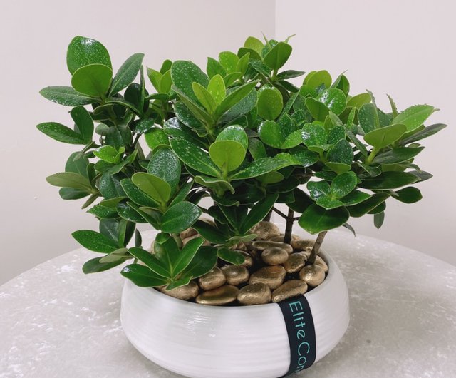 幸運はお金を稼ぐ テーブルの上の鉢植えの植物 ショップ Eliteconcept 観葉植物 Pinkoi