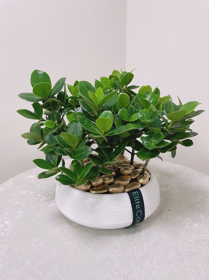 Luck brings wealth | Table potted plants - Plants - Plants & Flowers Green